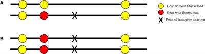 The impact of transgenesis on mosquito fitness: A review